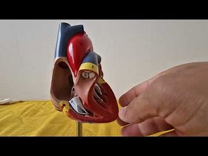 Circulatory system and the heart explained in Amharic የልብ ውቅርና የደም ፍሰት በአማርኛ