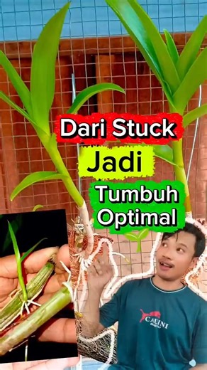 A Simple Trick to Help Your Keiki Grow Better 🌱 #shorts