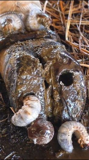 Healthy hooves, healthy cattle! 🐄✨ Learn the best hoof care practices to keep your cows comfortable and productive. Prevention is key! #FarmTips #CattleHealth #HoofCare | Beyond Bytes