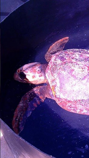 HEALING SEA TURTLES in Marathon FL | Florida Keys Turtle Hospital. Green Sea Turtle. Hawksbill #fyp