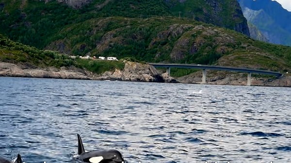 Sailing Interrupted by Close Encounter with Baby Orca