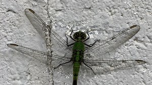 Recognize insects that look like they bite or sting but do not