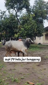 26K views · 218 reactions | masih tahap belajar Sapi Po Kebumen #sapi Sapi bull | Blantik milenial | Facebook