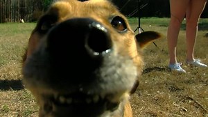 Dog DNA tests claim to reveal what breed (or breeds) your pet is. Have you tried one? | KOMO News
