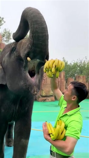 Does elephant do not eat coconut 🥥wait for end #shorts #shortsfeed #Fact