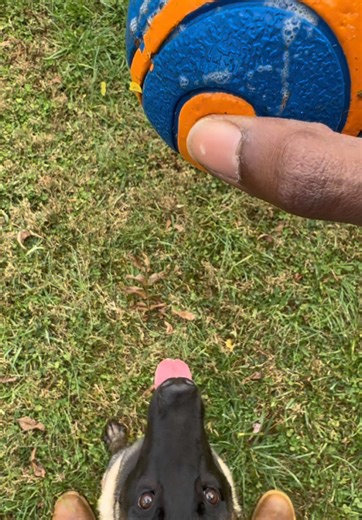 Nina will do anything for this ball so i use it to sharpen up her skills 💪🏾🎾 #belgianmalinois #dog #workingdog #dogtraining #malinois #belgianshepherd #dogs #puppy #doghealth #fetch #dogball #heel #dogplay #dogfun #chuckit