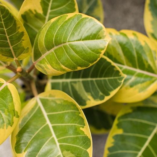 Ficus Altissima Plant Care and Propagation