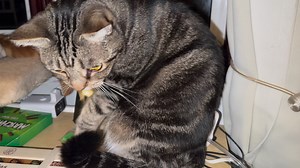 1.7K views · 178 reactions | Sitting here laughing at Pitter Patter using his thumbs to pick up a tiny bag of fuses from my desk. I wonder why all cats don't have this unique feature which would give them the ability to steal even more. | The Ginger Cat House Rescue, Refuge and Rehome centre. Surrey UK | Facebook