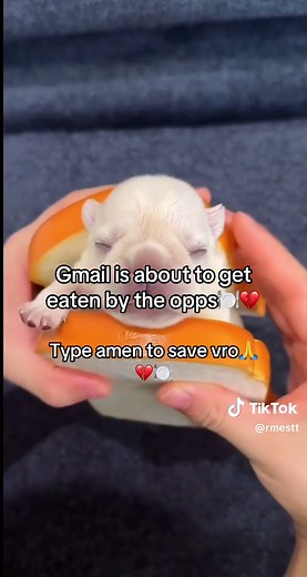 Save Gmail from the Opps! Funny Dog Meme Video 🐶