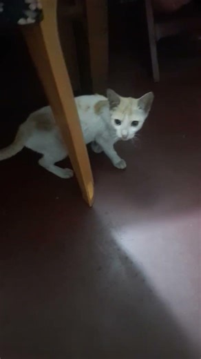 #catvideos #shortsyoutube 🐈🐈‍⬛🐱#catwatch....