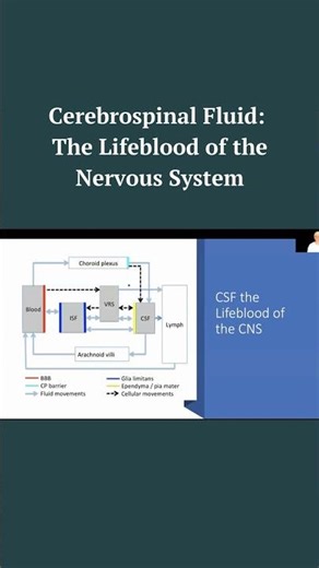 Cerebrospinal Fluid: The Lifeblood of the Nervous System