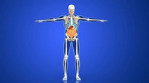 Human Digestive System Organs Anatomy 3d Stock Footage Video (100% Royalty-free) 3676105741 | Shutterstock
