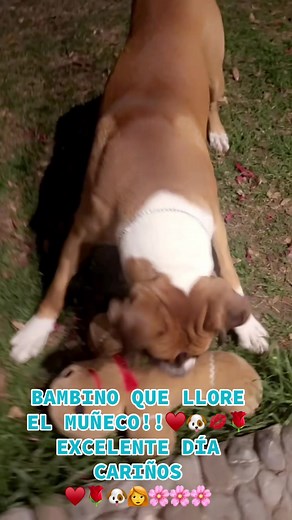 Videos de BINGO BAMBINO Y KAREN 🐶👩‍🦰 (@bingobambino_.888_karen) con “Mi Oso de Peluche - Super Simple Español”