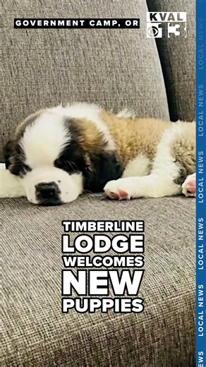 Timberline Lodge welcomes new St. Bernard puppies