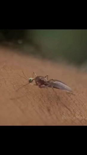 The dramatic effects of kickstart… #beetleplex #memes #brainrot #lobotomycore #mountaindew #gamer #rizz #funnyvideos #monkeydluffy