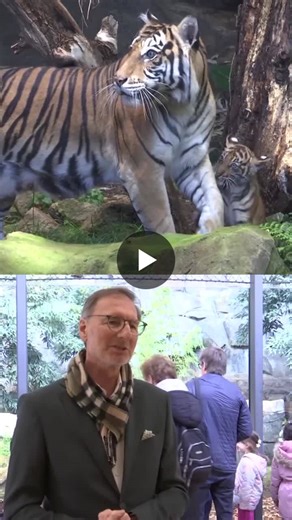 Meet Berlin s new tiger cub Lilly | Reuters