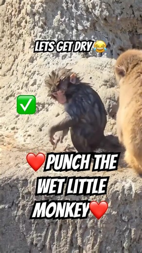 Punchi Punch after the water incident #monkey