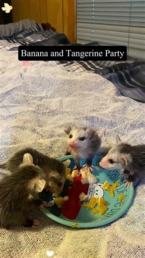 POV: You went outside and came back with a baby opossum✨ #funny #foryou #animals #opossum