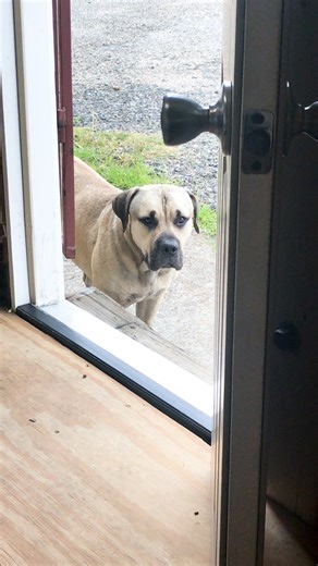 7.4M views · 346K reactions | Mastiff had never been inside before but wait to see what he does when he's invited up on the bed  We talked to Bunker's rescuer about how he turned into the best buddy his new sibling could ever imagine. Keep up with Kirstin on Instagram: https://thedo.do/streetheartstx | The Dodo | Facebook
