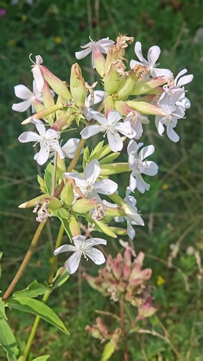 Easy Hand Washing Hack for Outdoor Survival | My Outdoors