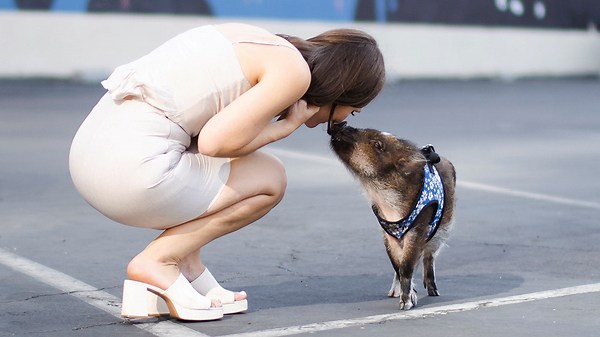 Woman takes her pet pig through the Starbucks drive-thru