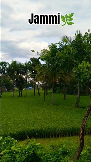 Be Natural 🍃 | 10 Seconds Nature Shorts | 4K Ultra HD