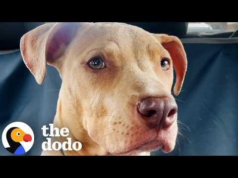 Shy Pittie Learns How To Make Eye Contact — And Finally How To “Dog” | The Dodo