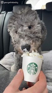 4.2K views · 94 reactions | Have you ever heard of the unique Bedlington Terrier?  Special thanks to: https://www.instagram.com/georgethebeddy/ | Good Dog | Facebook