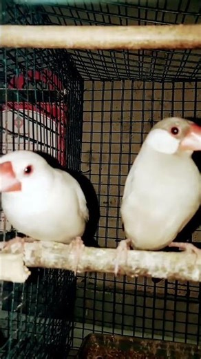Cute Java Sparrow Pair 🐦 | Beautiful Pet Birds #shorts