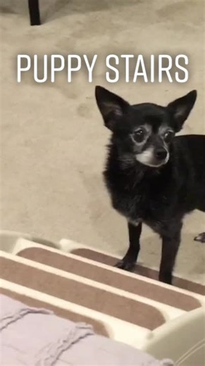 Puppy Stairs for Small Dogs | Dog Stuff and Cute Puppers