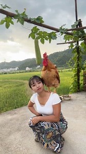 The big rooster that can understand human language #internetredroost #internetredrooster #fbreels #viralreelsfb #xzybca #foryoupage #everythingcanbecooked #fyp #rurallife #trend | Sa6iiby