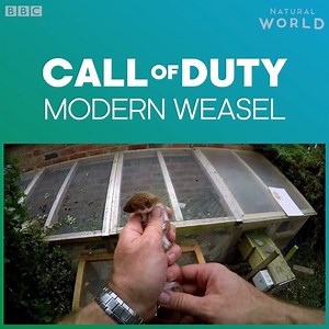 Weasel stealth mode on.👌 #NaturalWorld | BBC Earth