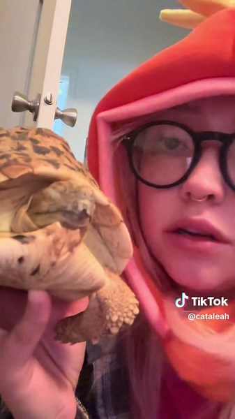 Caring for a Sick Tortoise: Morla's Update