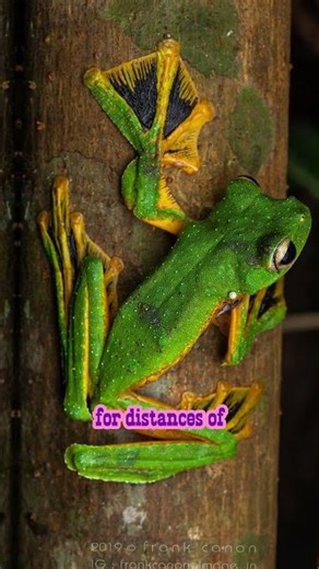 This Frog Can FLY! 🐸🌿 | The Incredible Flying Frog #FlyingFrog #WallacesFlyingFrog #WildlifeFacts