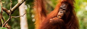 Protecting Malaysia's Sarawak Rainforest with Technology