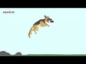 Bravecto® golden chew competition product video