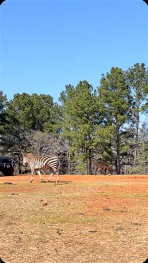 Want to make this weekend one you’ll remember? Come out to Cherokee Trace Drive-Thru Safari for fun, laughs and memories that will last a lifetime! #safari #familyfun #weekend #laugh #memories | Cherokee Trace Drive-Thru Safari