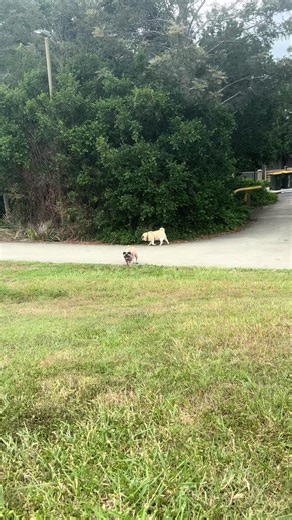 Hollaback Gremlin - Gwen Stefani's Coachella Vibes