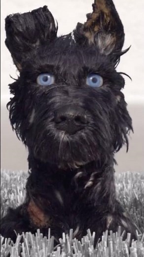 🐾Chief’s Confession | Isle of Dogs