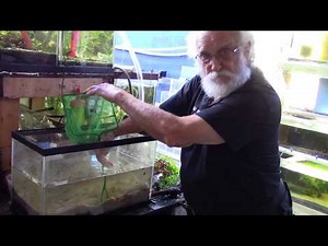How to Set Up a Dirted Tank - step #2 - planting the dirted aquarium