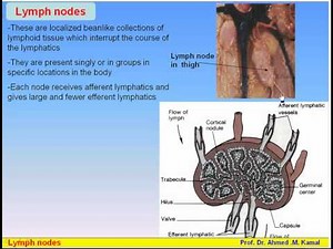 13-Lymphatic System_2-Lymph Nodes (Anatomy Intro Dr Ahmed Kamal)