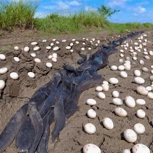 Farmer Finds Hundreds Of Strange Eggs In His Crops - But When They Hatch, He Bursts Into Tears... For More Check first Comment 👇 | Pallet Wood Projects