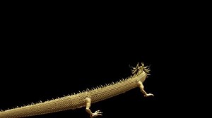 Gold Chinese Dragon Flying Sky 3d Stock Footage Video (100% Royalty-free) 1088921419 | Shutterstock