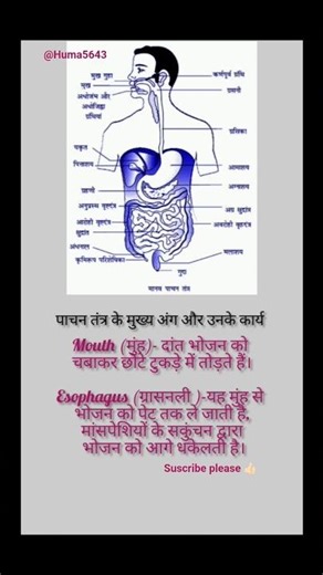 Digestive system Biology diagram with theory#science #digestivesystem#boardexam #diagram#biologynote