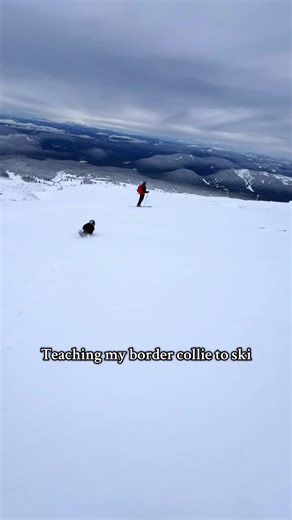 Do you think she likes it any? 🤔 ❄️ #skiing #dogtok #adventuredog #bordercollie #backcountry