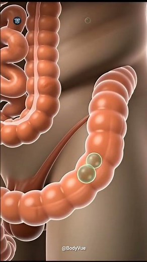 Why You FART! How Gas Escapes Your Body (3D Digestion) #humanbody #humananatomy #medicina
