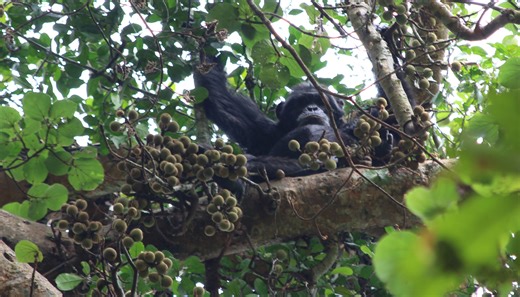 In the wild, chimps likely ingest the equivalent of several alcoholic drinks every day - Berkeley News