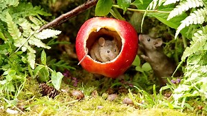 The nibblers hard at work doing what Nibblers do best . | George the Mouse in a log pile house