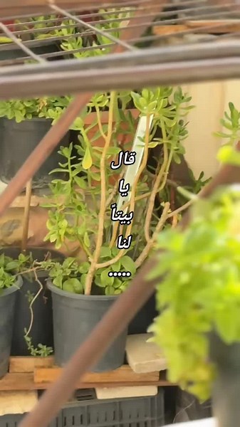 Saria's Art (@sarias_art)’s videos with الصوت الأصلي - صباح_ ومسا