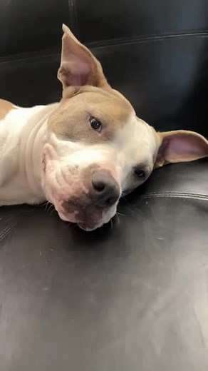 Let’s be friends 😘 #pitbull #pitbulls #dog #dogs #dogsofinsta | Chessie. Pit Bull Rescue